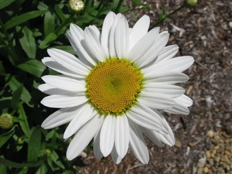 Leucanthemum x superbum