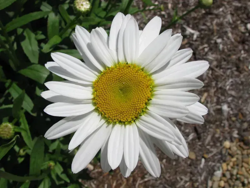 Leucanthemum x superbum