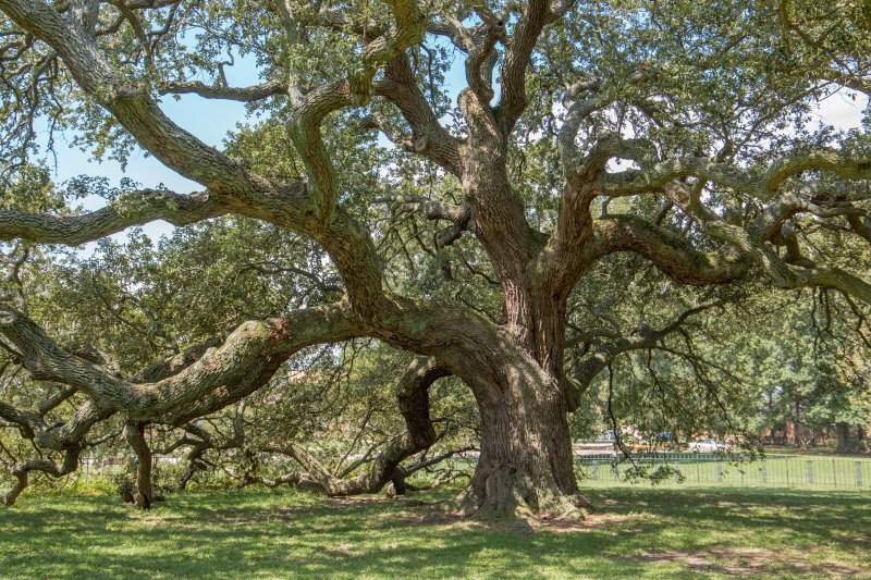 Quercus virginiana Mill