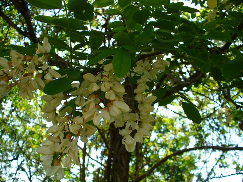 Robinia pseudoacacia L