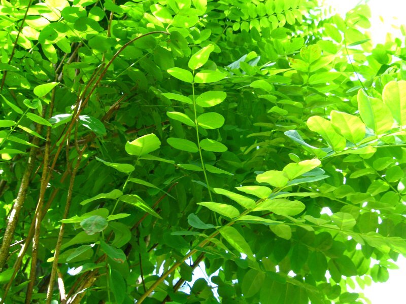 Robinia pseudoacacia 'Umbraculifera'