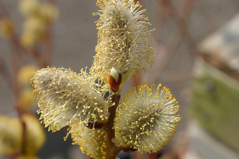 Salix caprea L