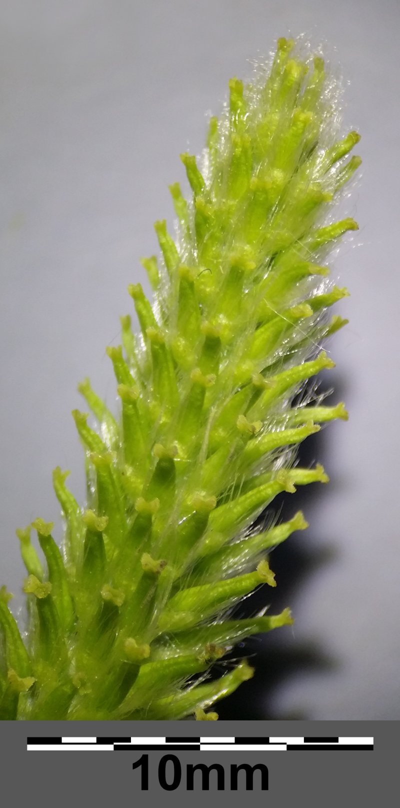 Salix fragilis L