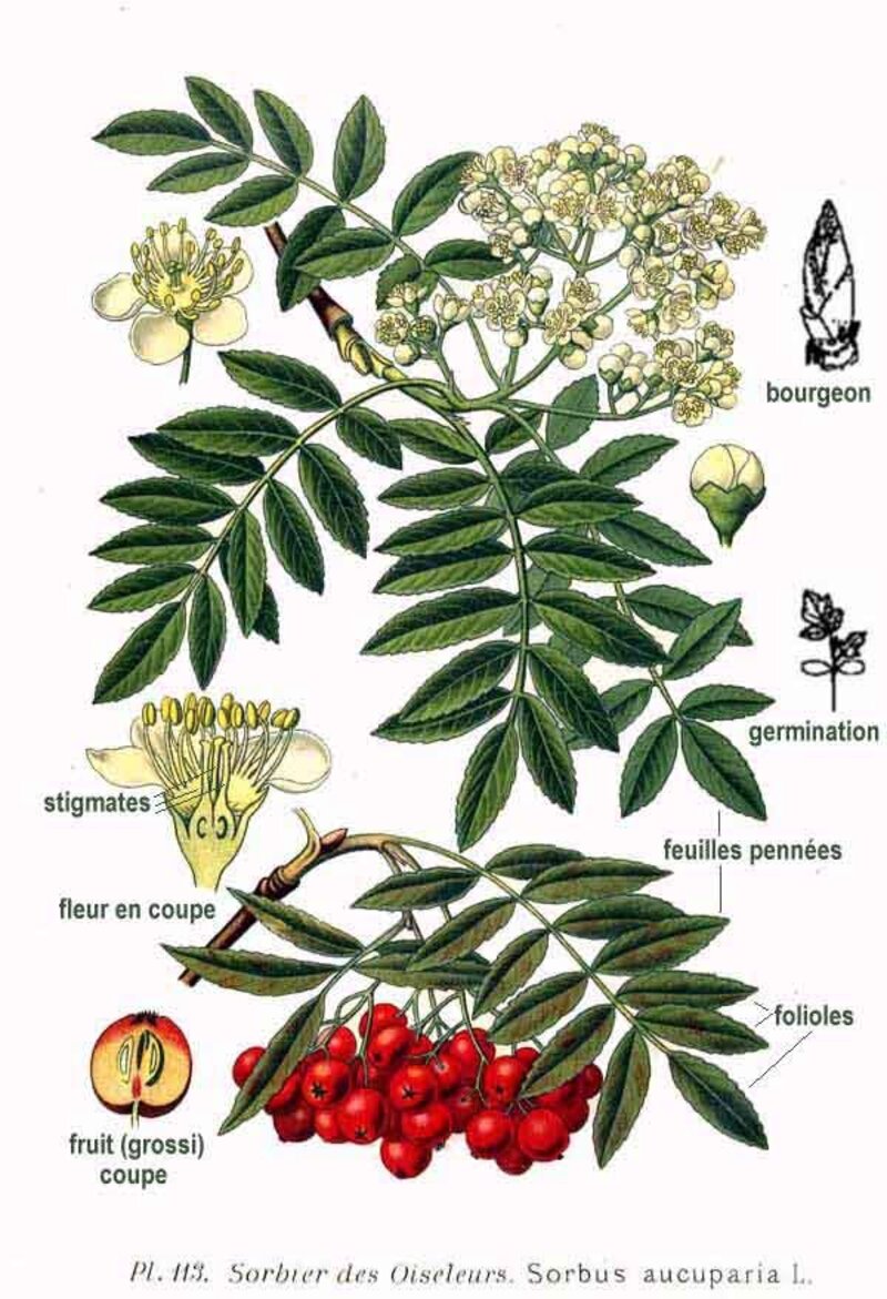 Sorbus aucuparia L
