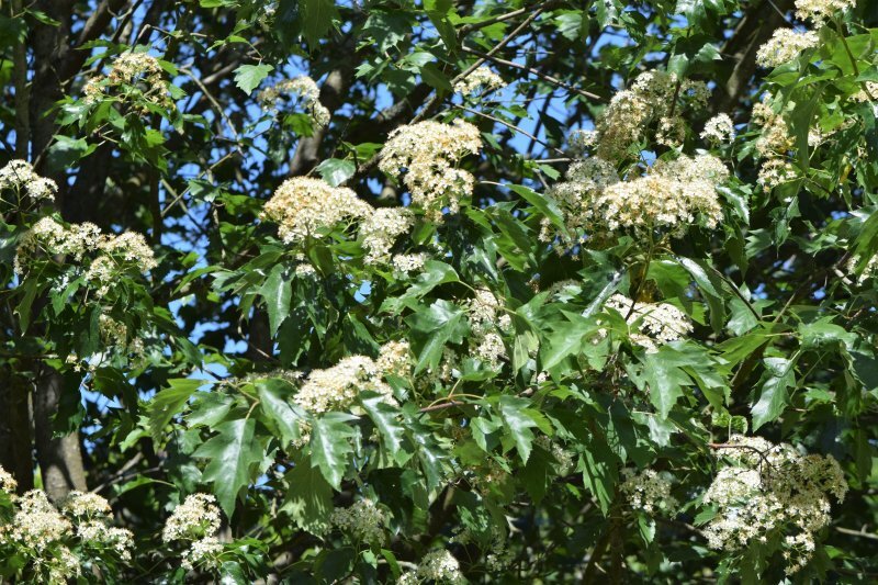 Sorbus torminalis