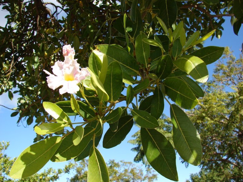 Tabebuia rosea