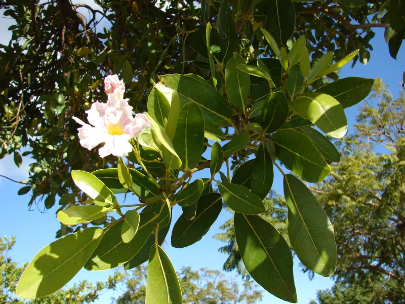Tabebuia rosea