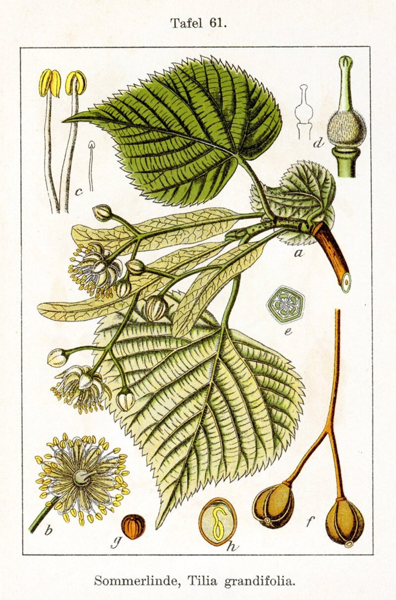 Tilia platyphyllos Scop