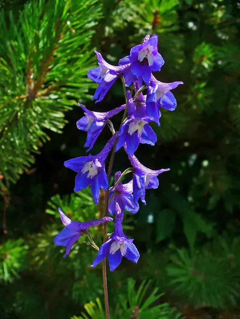 Delphinium elatum