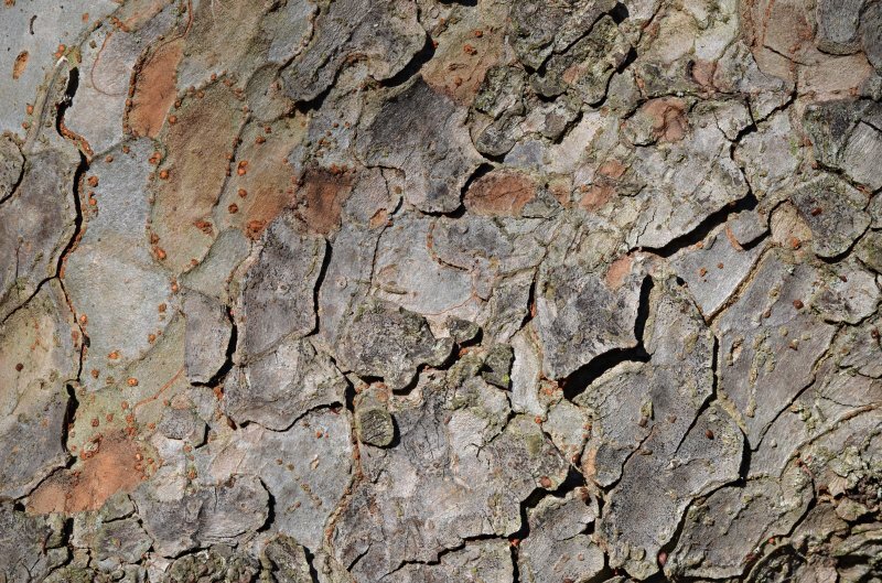 Ulmus parvifolia Jacq