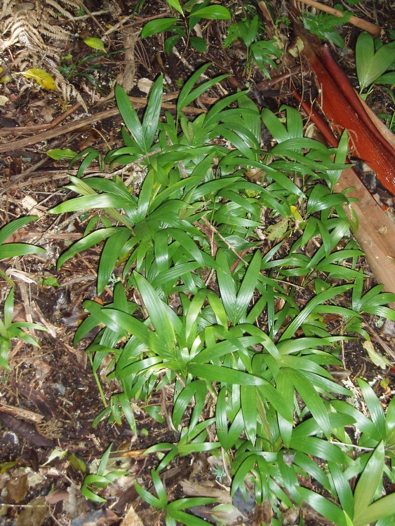 Archontophoenix cunninghamiana