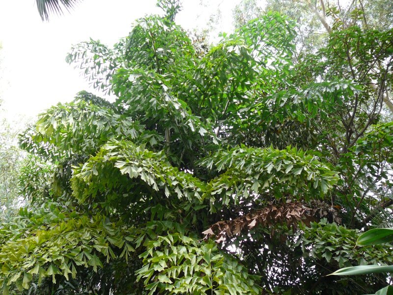 Caryota urens