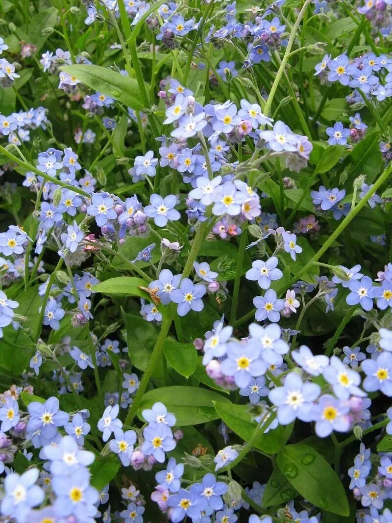 Myosotis scorpioides