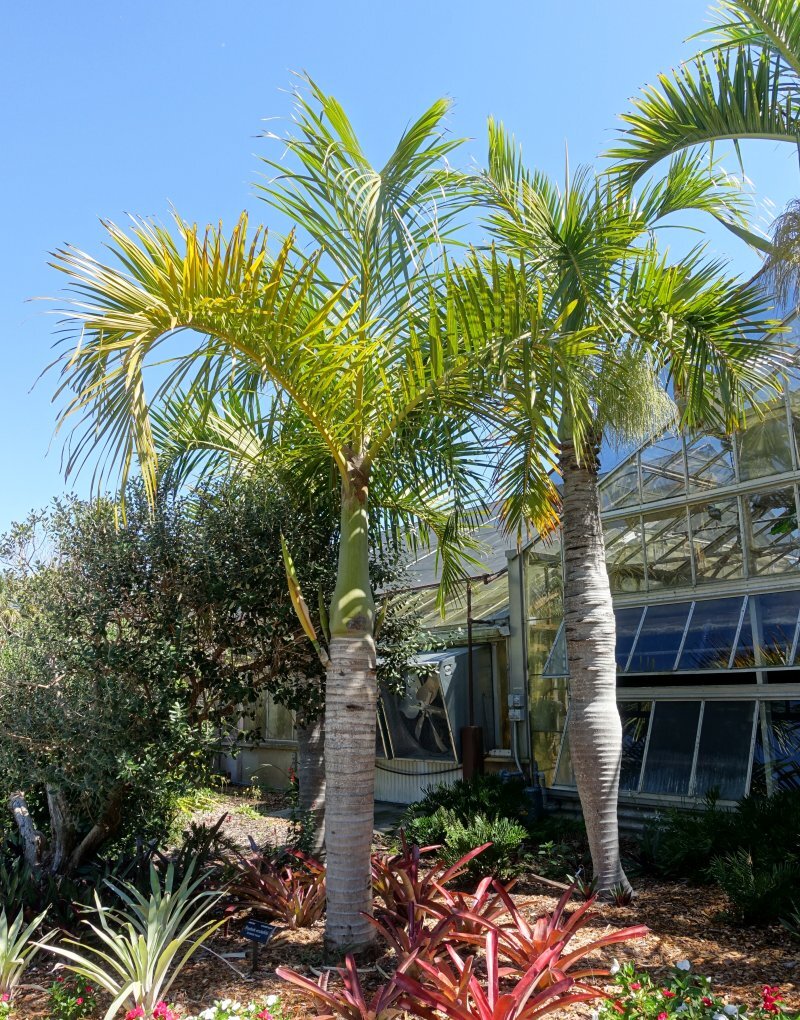 Hyophorbe verschaffeltii