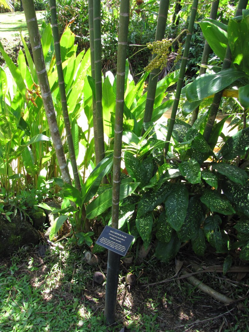 Ptychosperma macarthurii