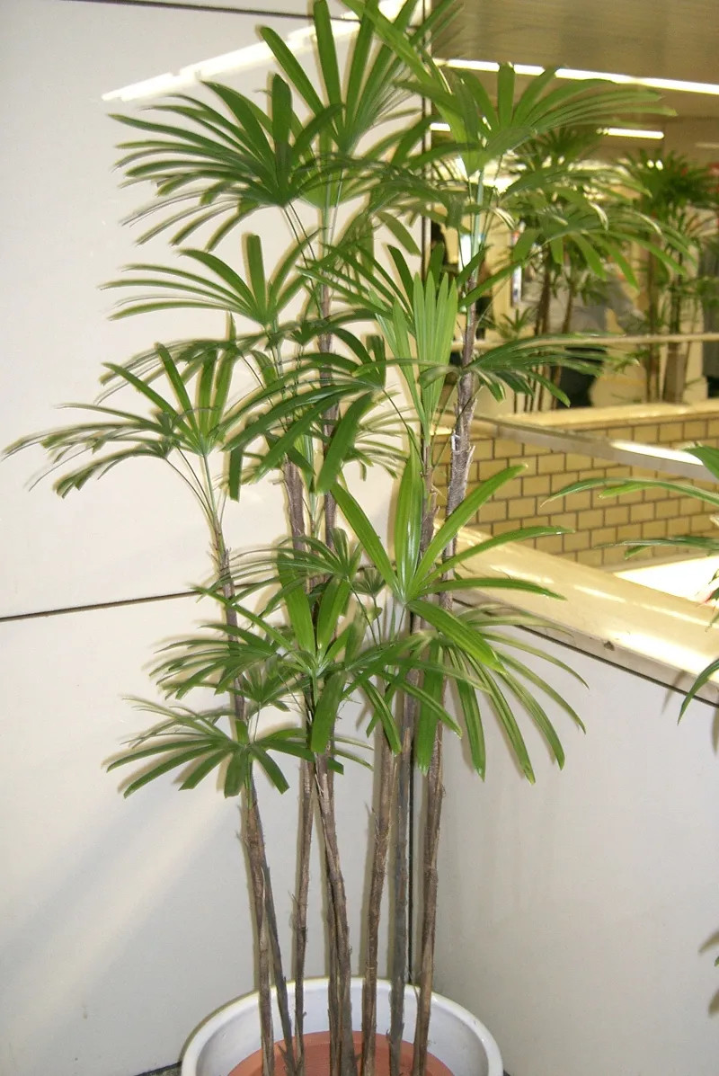 Rhapis humilis