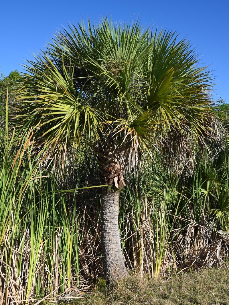Sabal palmetto
