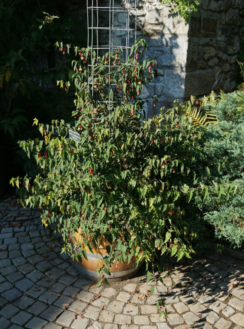 Abutilon megapotamicum