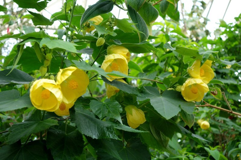 Abutilon x hybridum