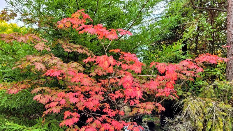 Acer japonicum 'Aconitifolium'