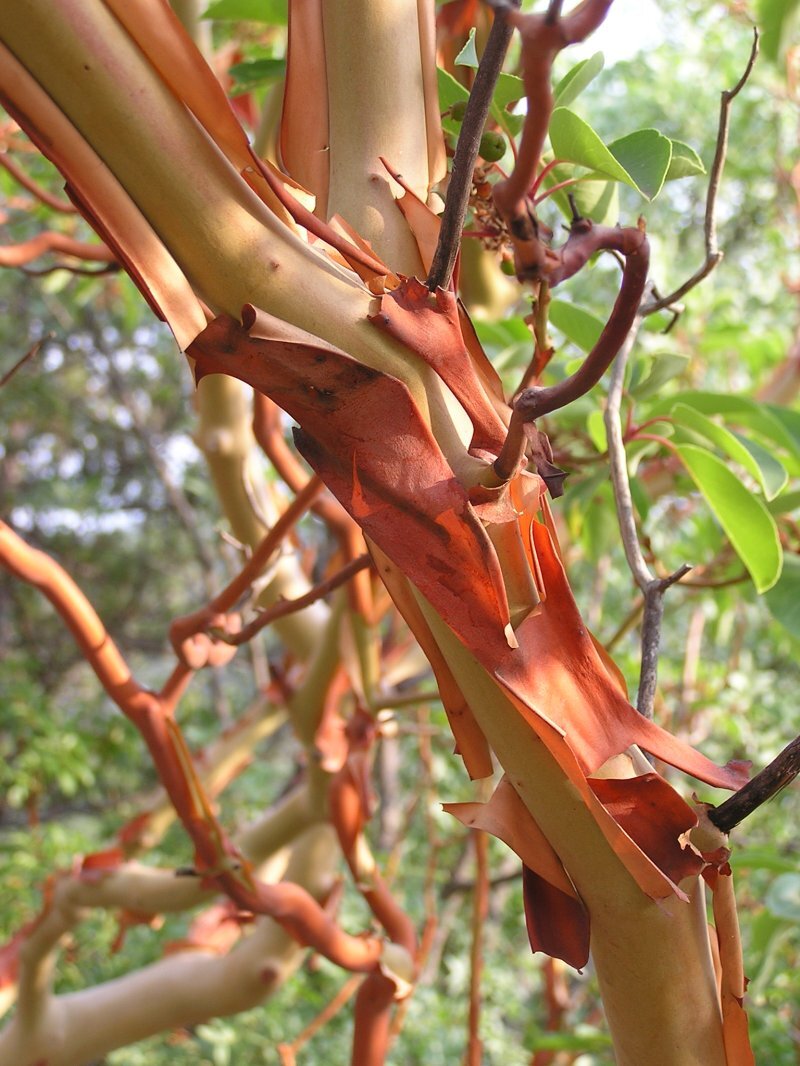 Arbutus andrachne