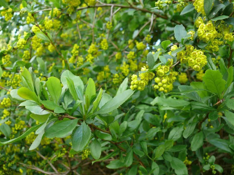 Berberis vulgaris
