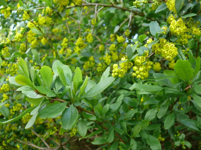 Berberis vulgaris