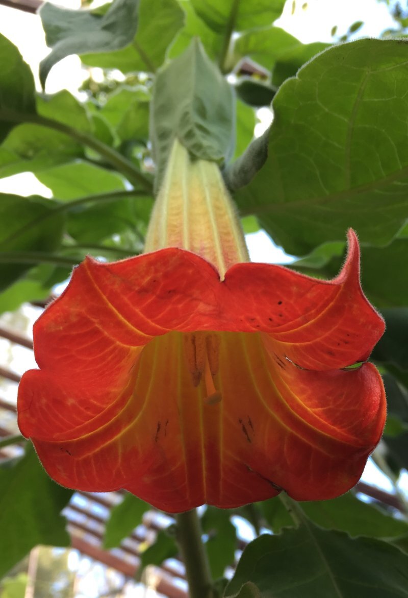 Brugmansia sanguinea