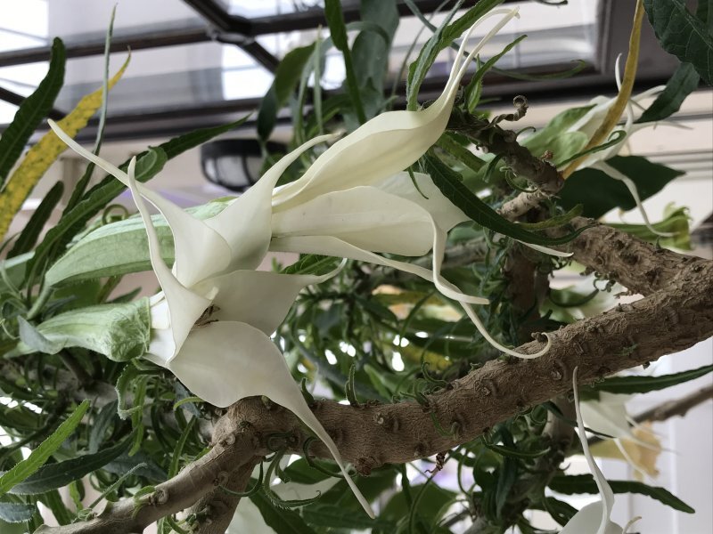 Brugmansia x candida