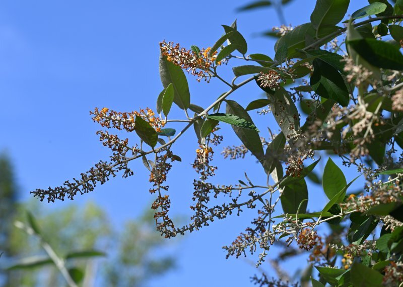 Buddleja madagascariensis