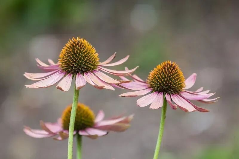 Echinacea purpurea