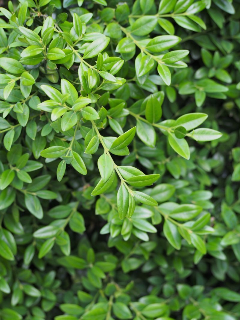 Buxus sempervirens 'Suffruticosa'