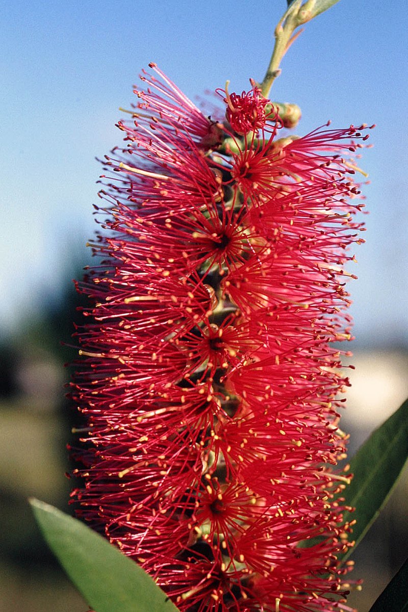 Callistemon citrinus