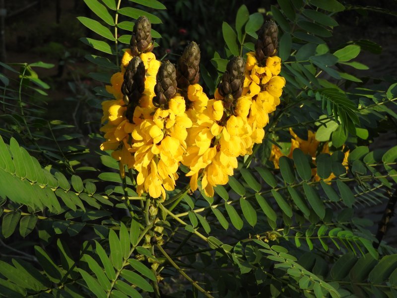Cassia didymobotrya