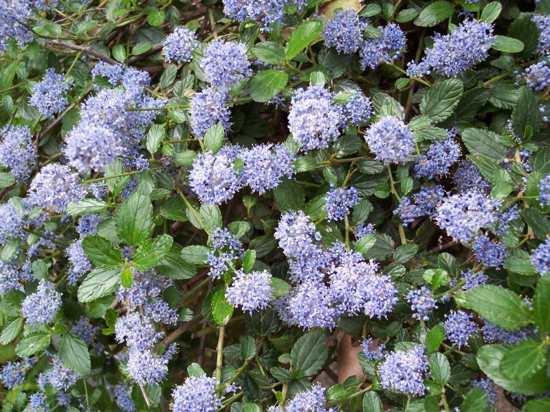 Ceanothus thyrsiflorus var. repens