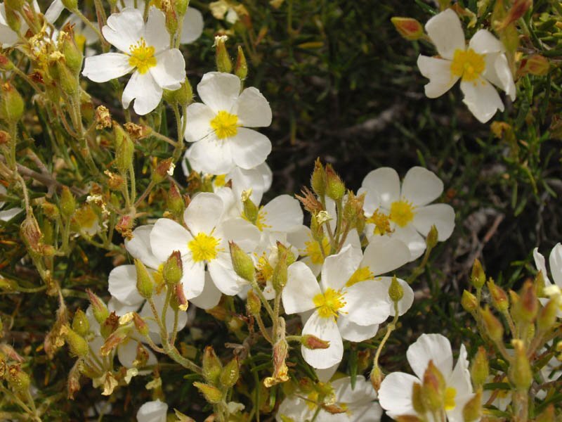 Cistus clusii