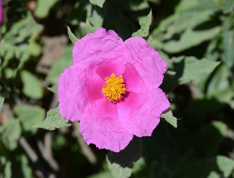 Cistus crispus