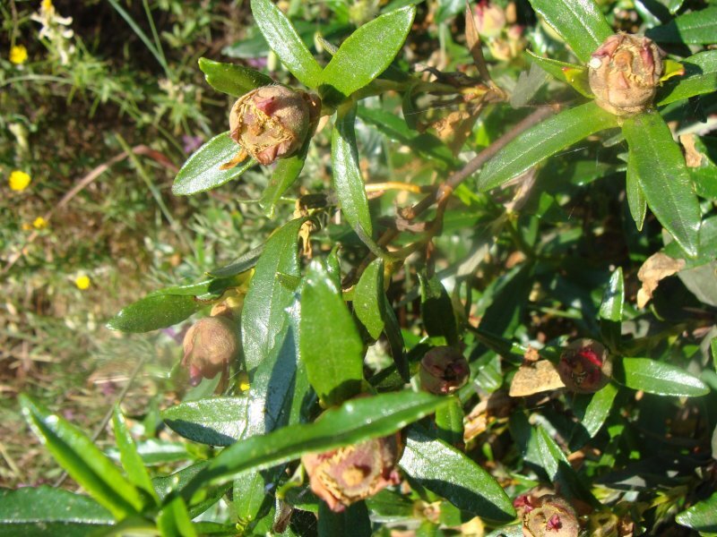 Cistus ladanifer