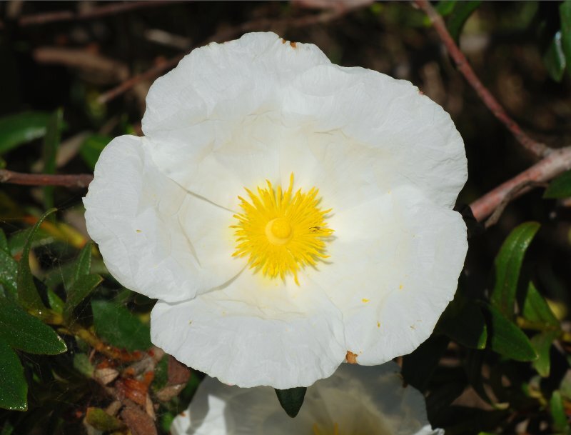 Cistus monspeliensis