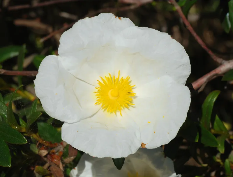 Cistus monspeliensis