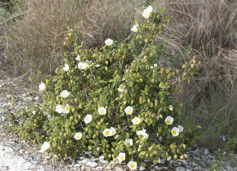 Cistus salvifolius
