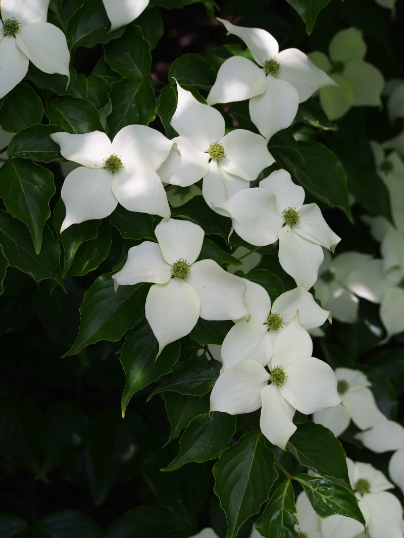 Cornus kousa