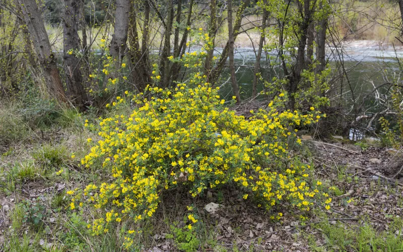 Coronilla valentina subsp. glauca