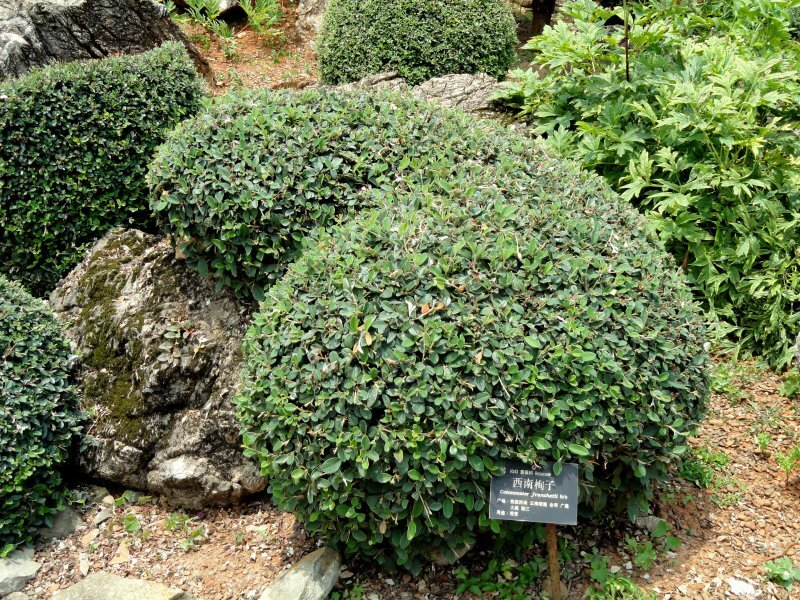 Cotoneaster franchetii