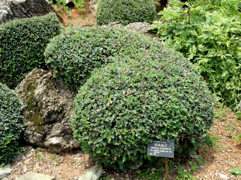 Cotoneaster franchetii