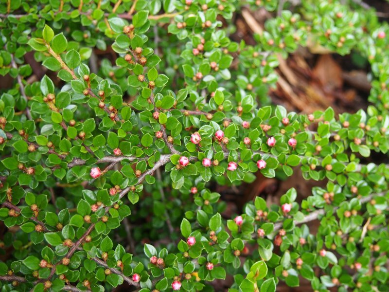 Cotoneaster horizontalis
