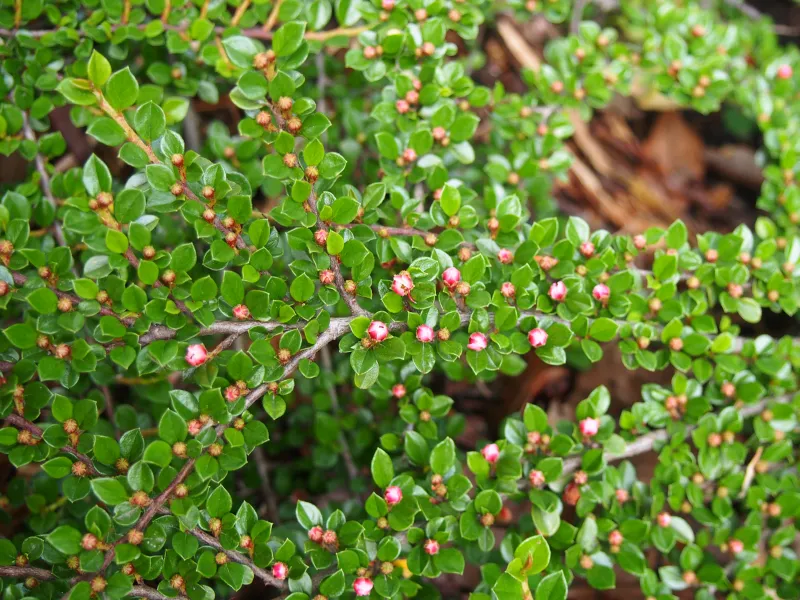 Cotoneaster horizontalis