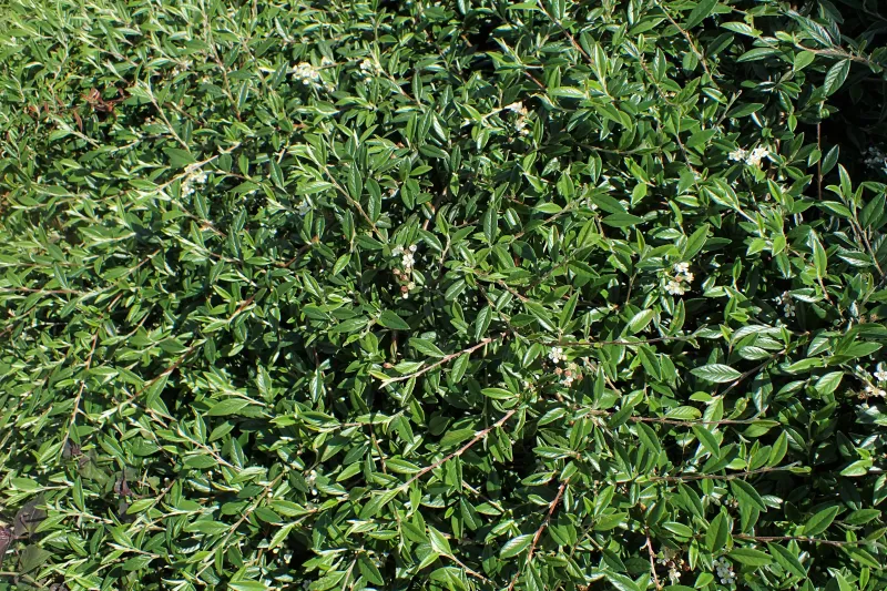 Cotoneaster salicifolius
