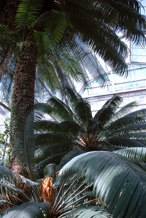 Cycas circinalis