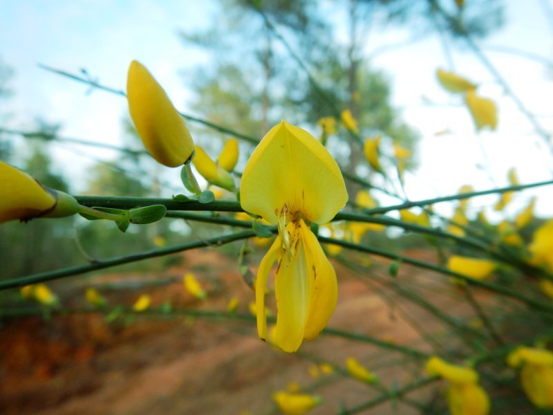 Cytisus grandiflorus